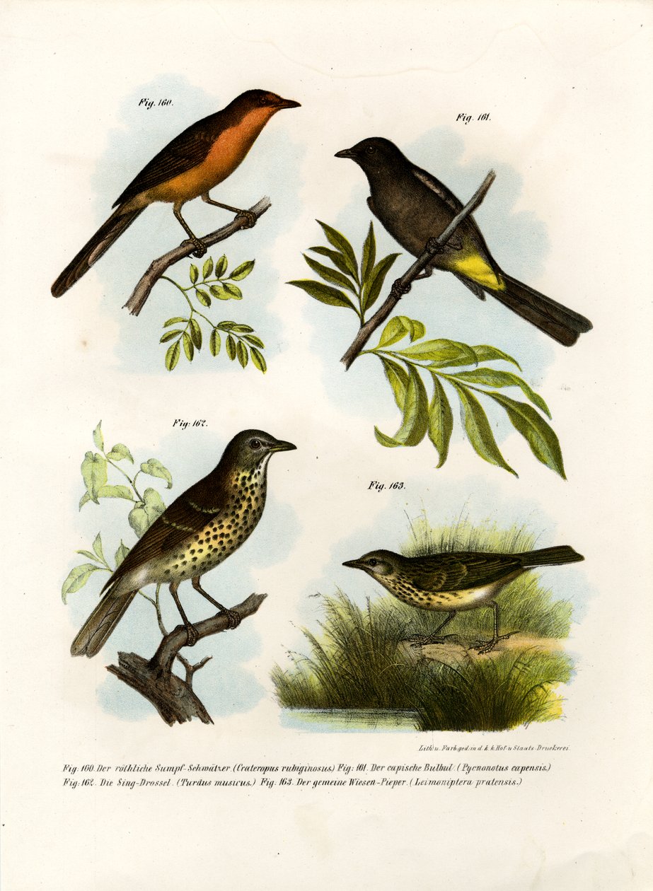 Rufous-piersi Babbler, 1864 autorstwa German School