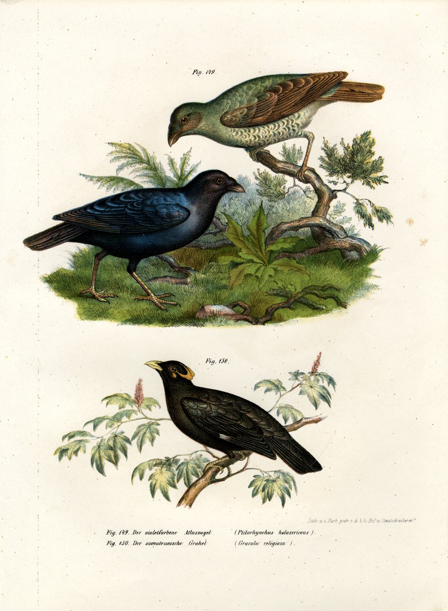 Satynowy ptak altana, 1864 autorstwa German School