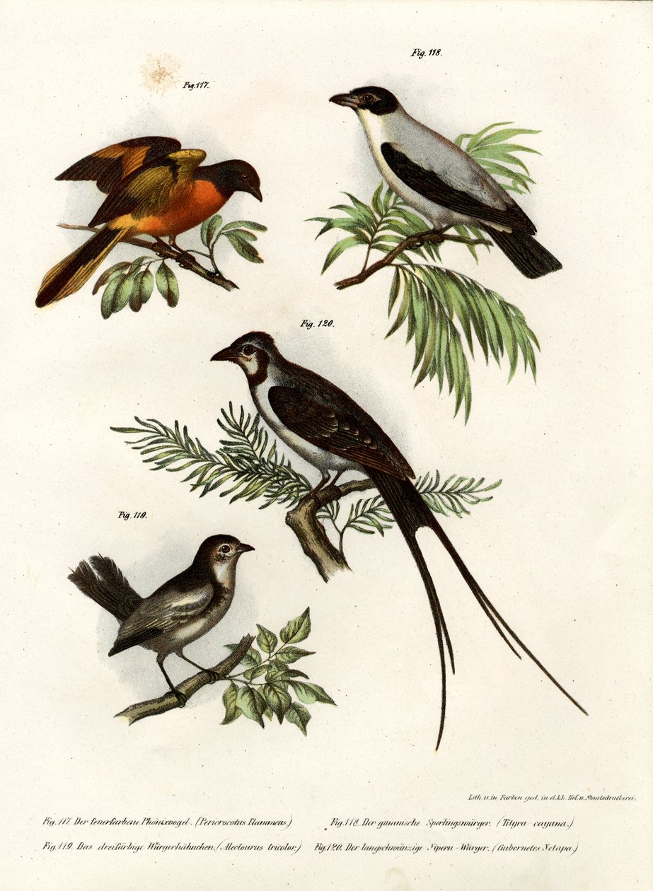 Szkarłatna Minivet, 1864 autorstwa German School