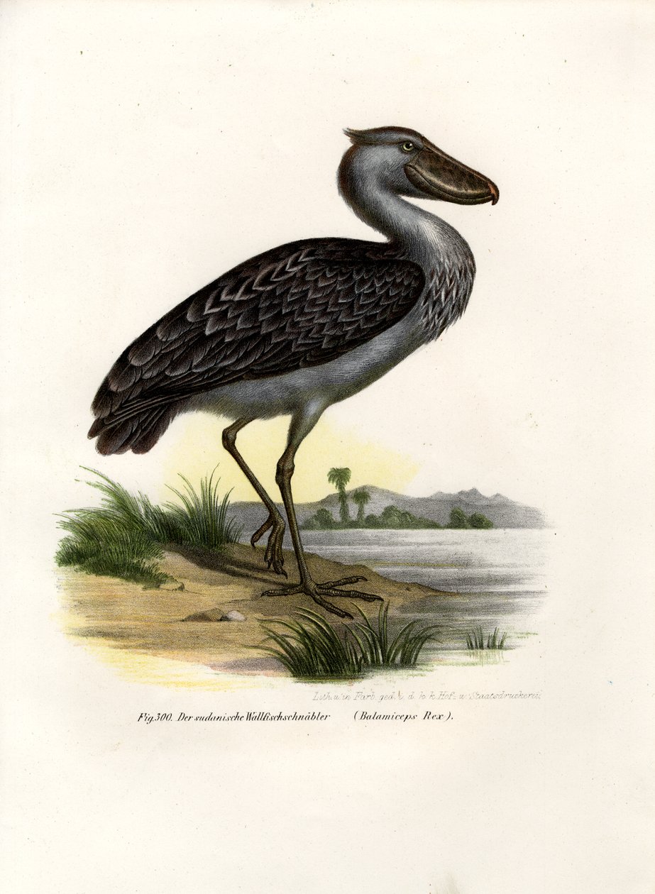 Dziób buta, 1864 autorstwa German School