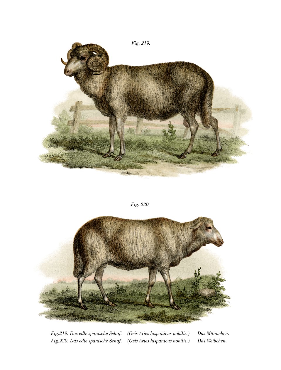 Owca hiszpańska, 1860 autorstwa German School