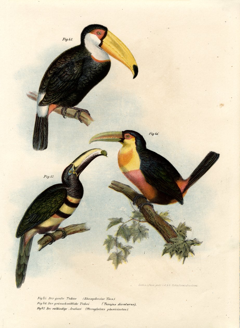Tukan Toco, 1864 autorstwa German School