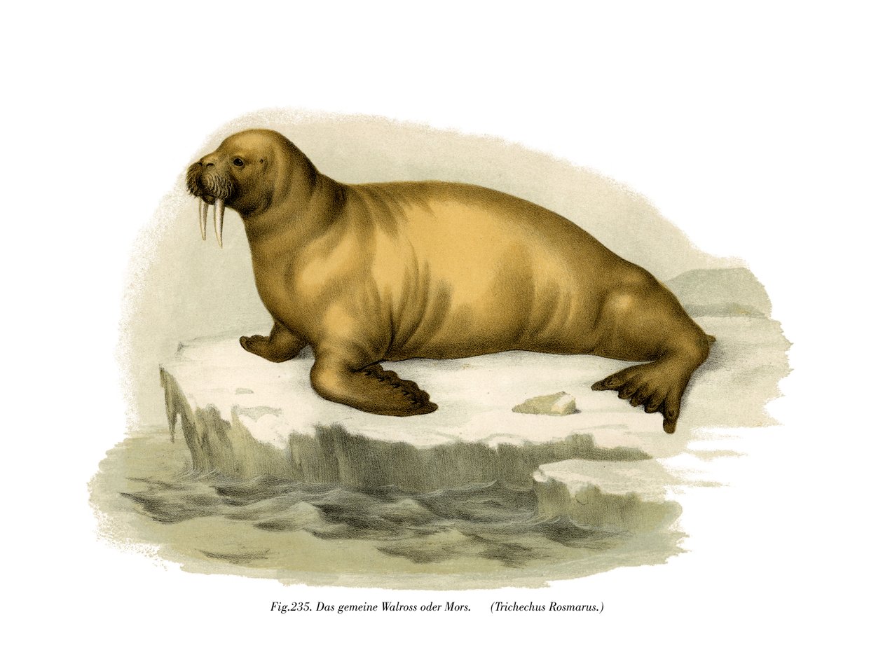 Mors, 1860 autorstwa German School