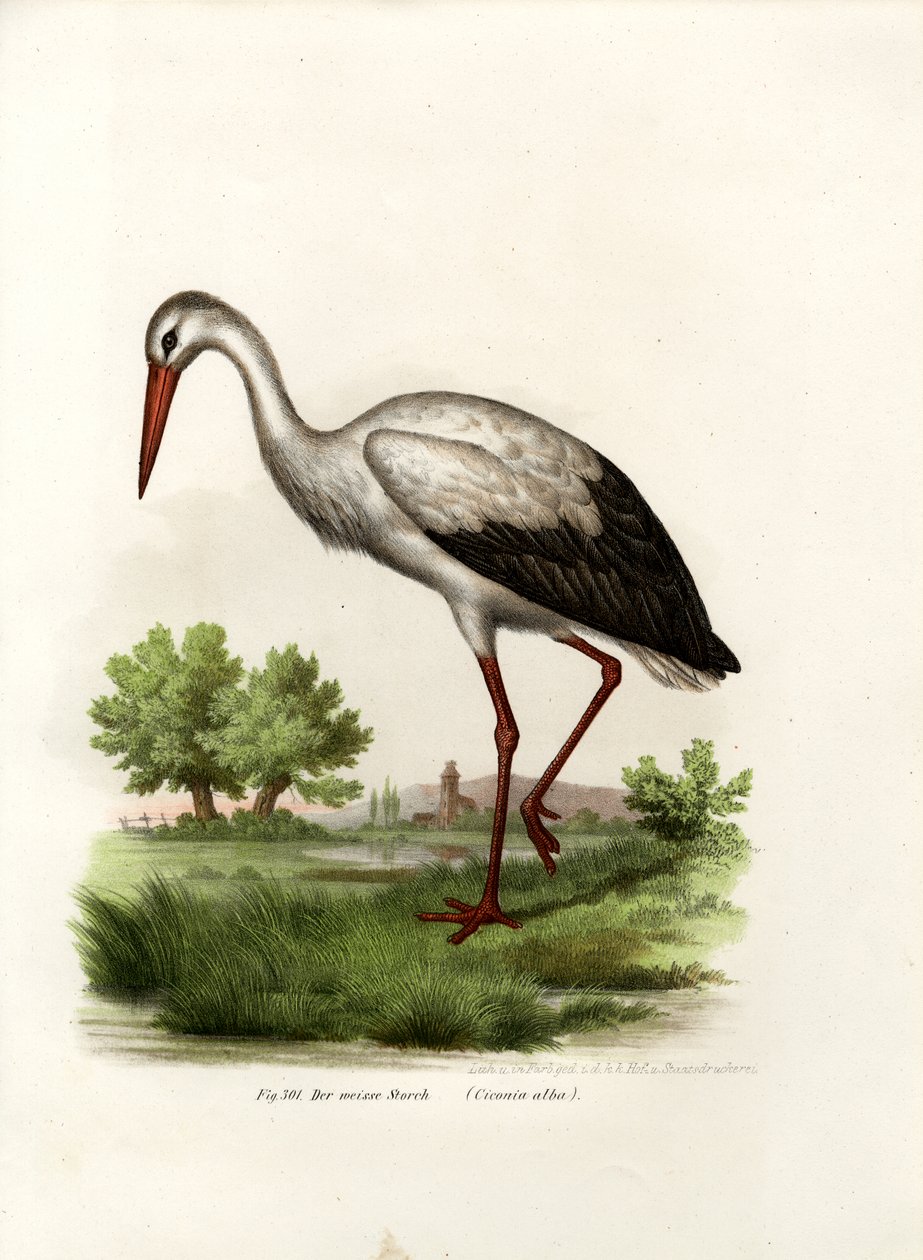 Bocian biały, 1864 autorstwa German School
