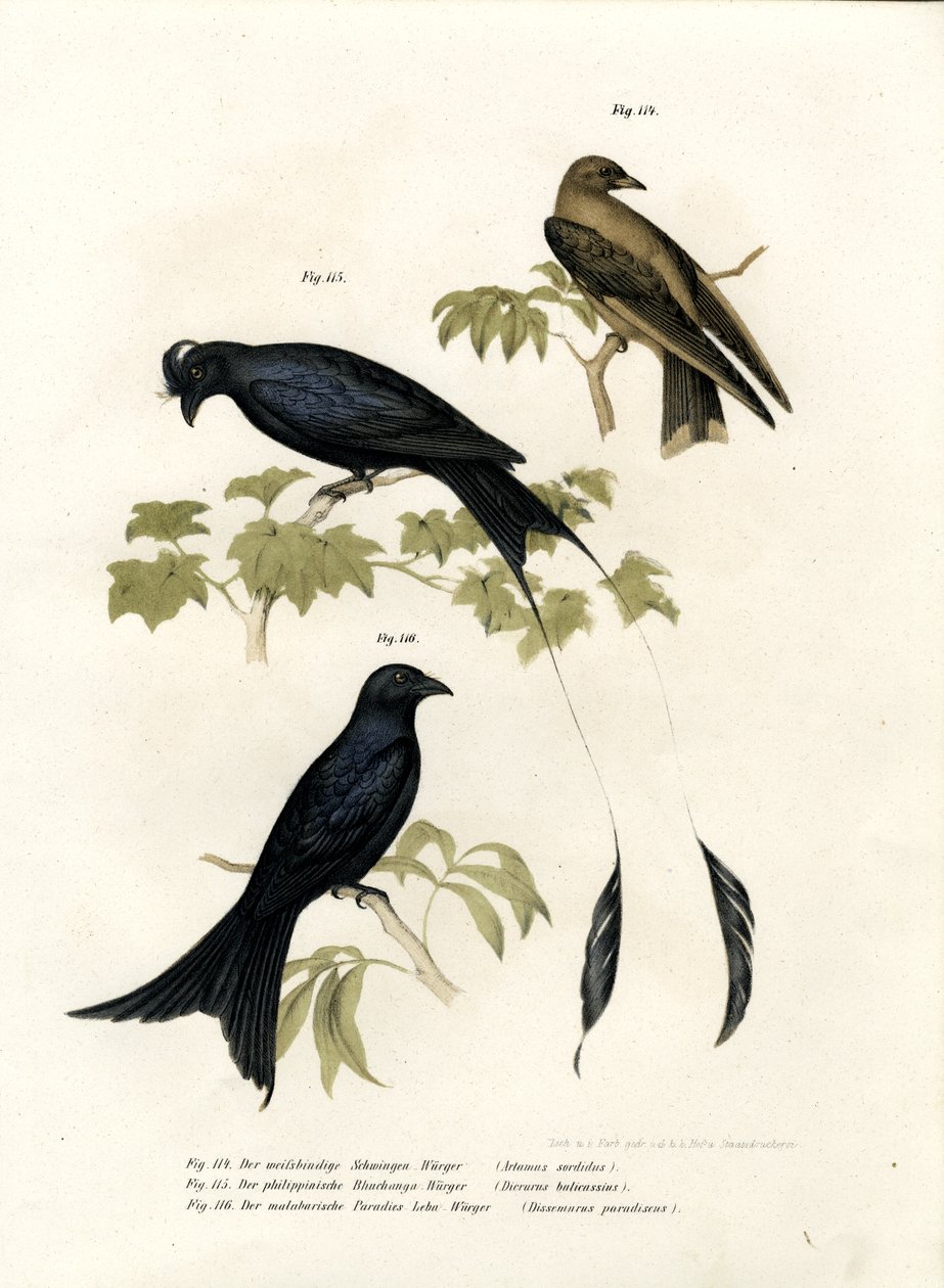 Jaskółka Drewna, 1864 autorstwa German School