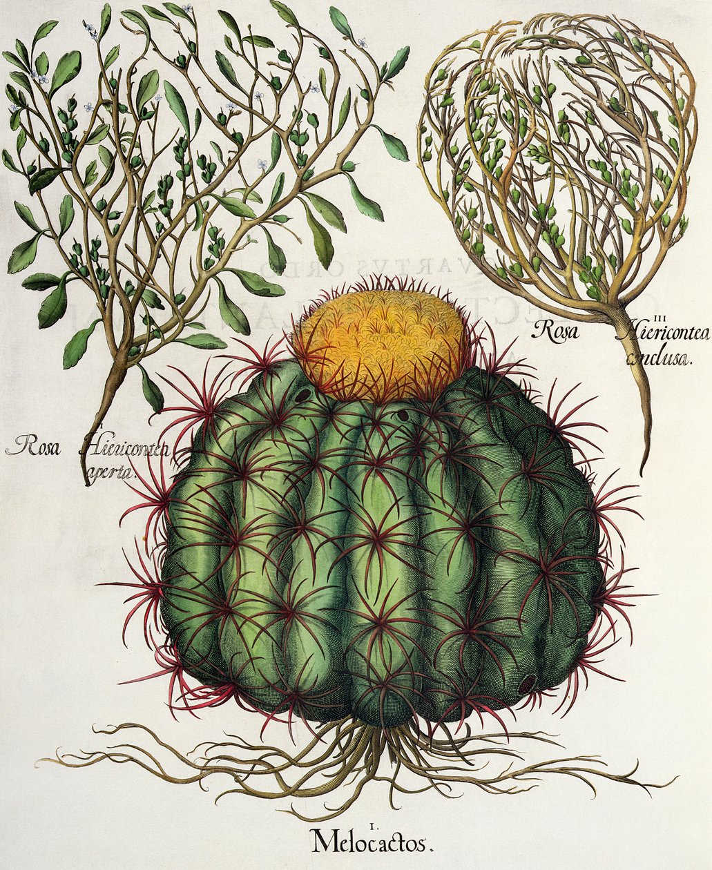 1.Melokaktus; 2.Rosa Hiericontea 3.Rosa Hiericontea, z Hortus Eystettensis Basila Beslera (1561-1629), wyd. 1613 autorstwa German School
