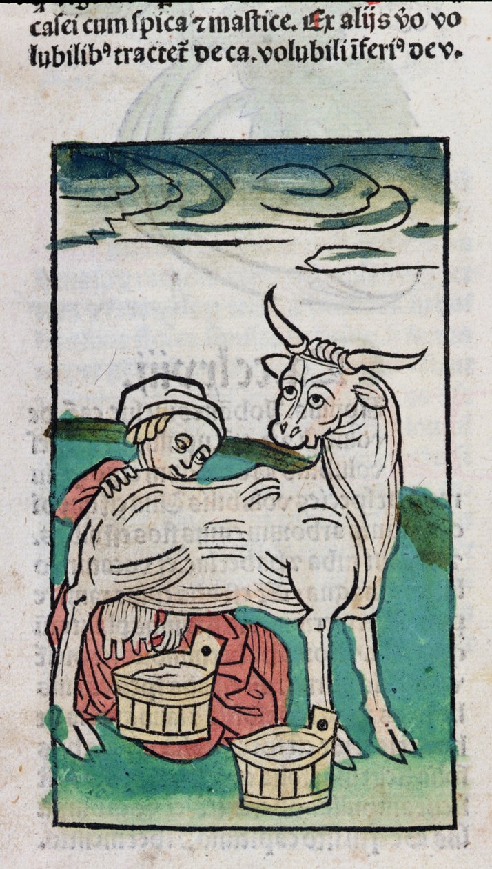 Pokojówka dojąca krowę, 1491 (kolorowy drzeworyt) autorstwa German School
