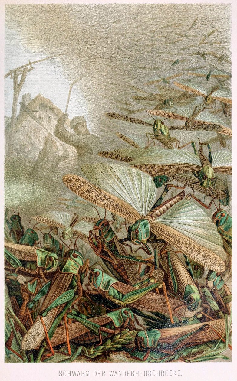 Rój szarańczy, z Brehms Tierleben, wyd. Kolorowa litografia z lat 1860, 1860. autorstwa German School