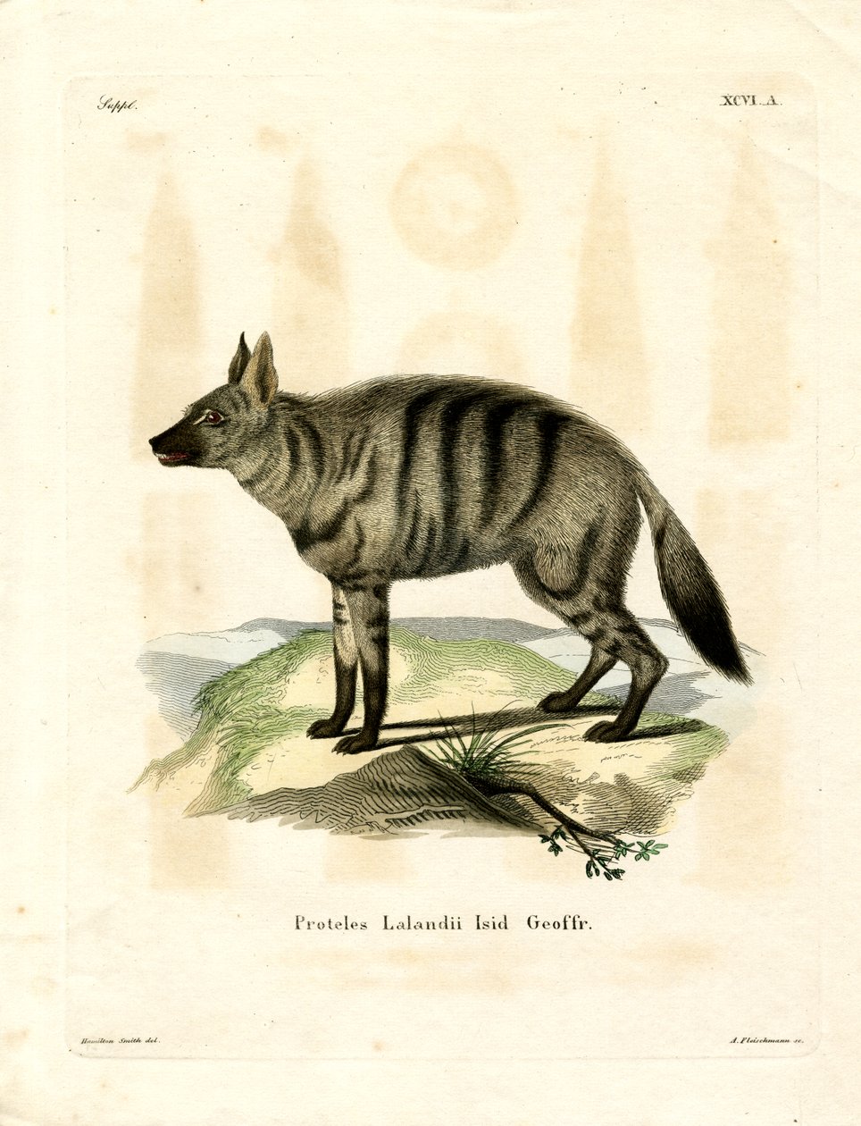 Aardwolf (kolorowy grawerunek) autorstwa German School