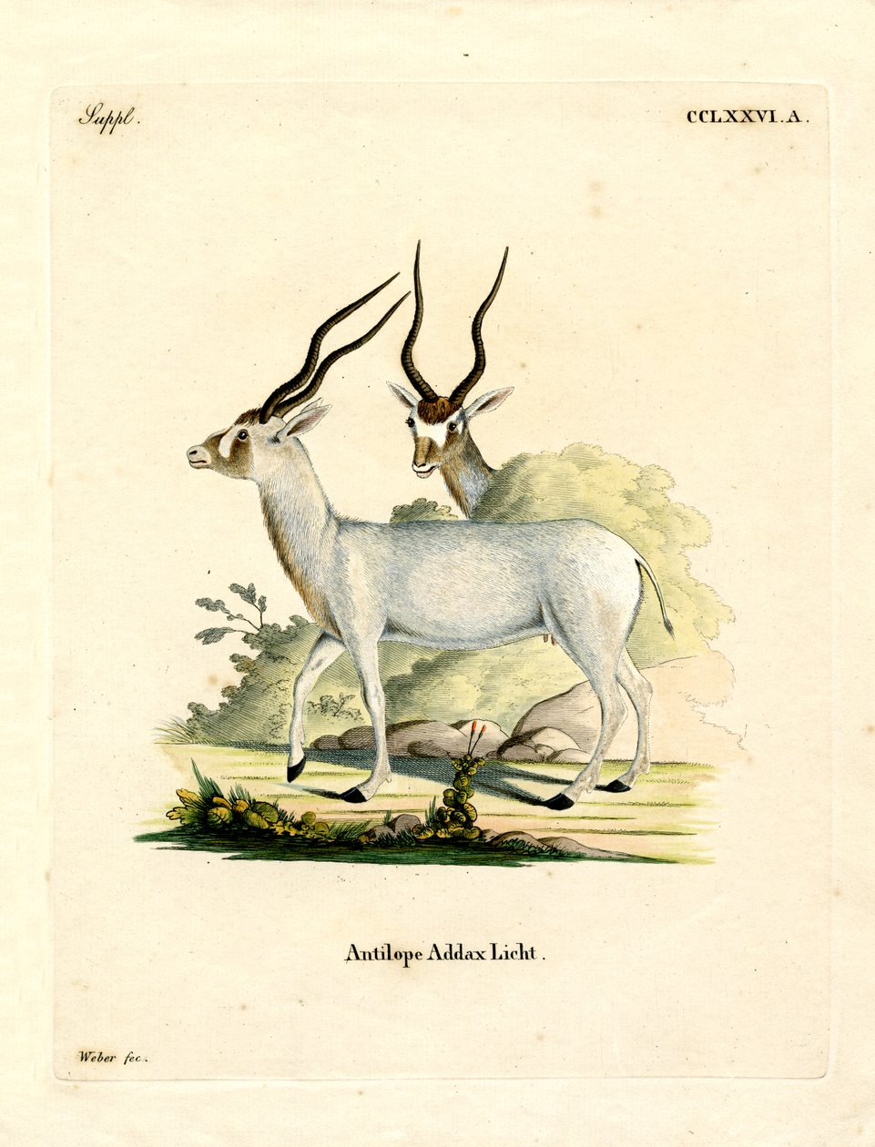 Antylopa Addax (kolorowy grawerunek) autorstwa German School