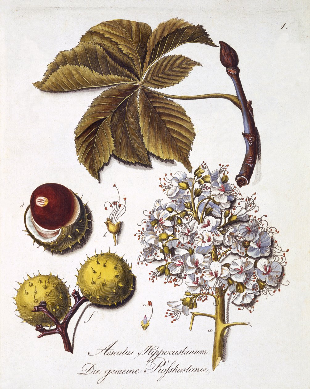 Aesculus Hippocastanum, z „Kompleksowej pracy nad wszystkimi gatunkami drewna” Johanna Daniela von Reittera, opublikowana 1803-05 (kolorowa rycina) autorstwa German School