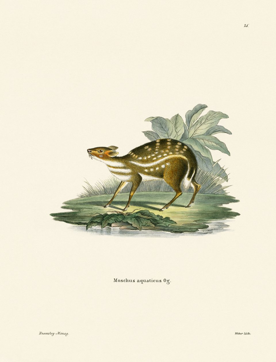 Afrykański Chevrotain (kolorowy grawerunek) autorstwa German School
