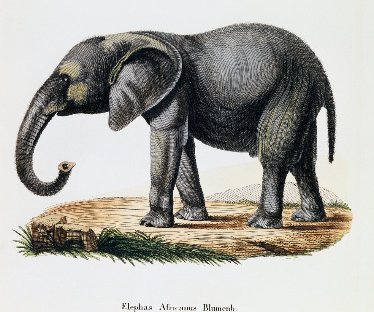 Słoń afrykański (Elephas africanus), ze ssaków ilustrowany z natury z opisami, Johann Christian Daniel von Schreber (1739-1810), grawer IC Bock wg rysunku A Fleischmann, Niemcy autorstwa German School