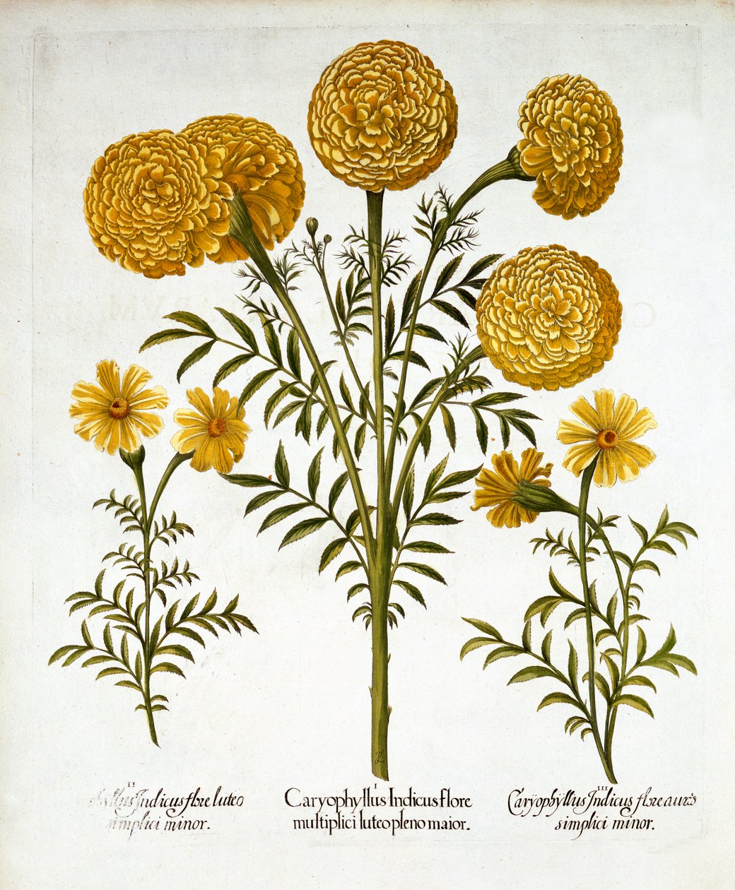 Nagietek afrykański i nagietek francuski, z Hortus Eystettensis, Basil Besler (1561-1629), wyd. 1613 (grawerowanie ręcznie kolorowane) autorstwa German School