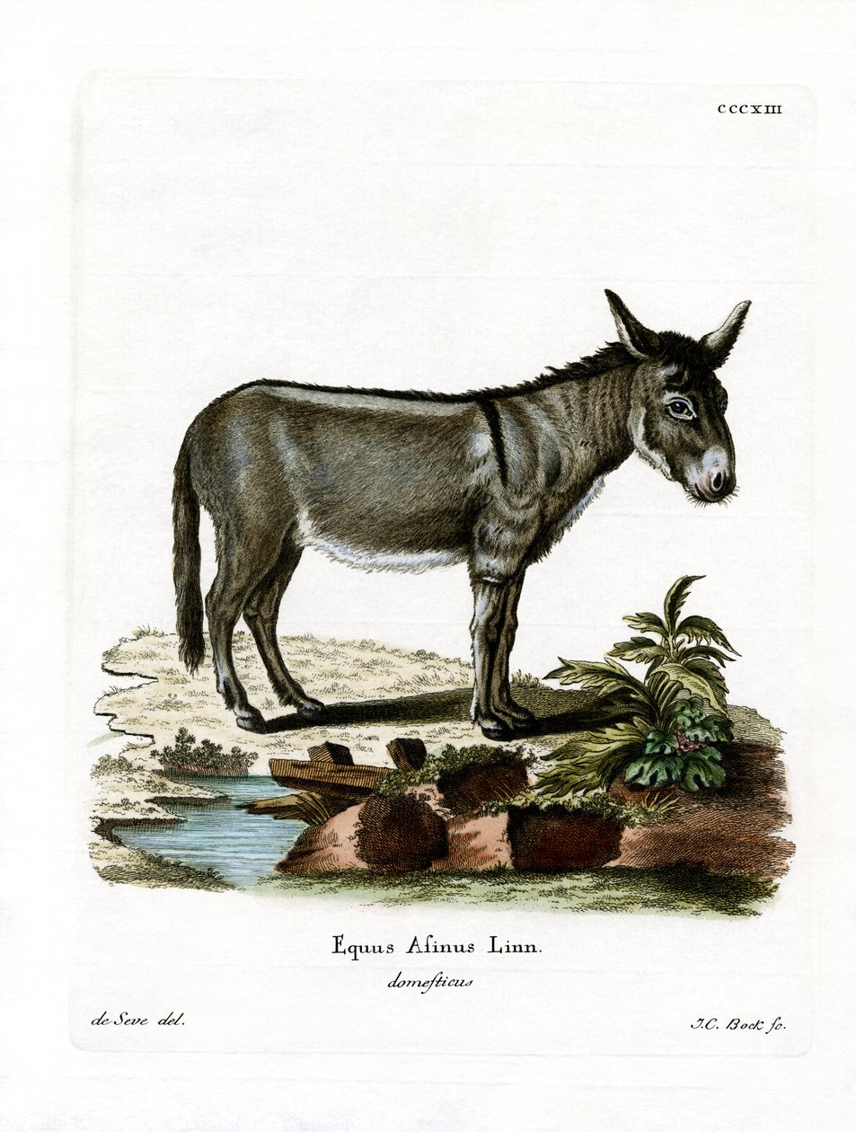 African Wild Ass (kolorowy grawerunek) autorstwa German School