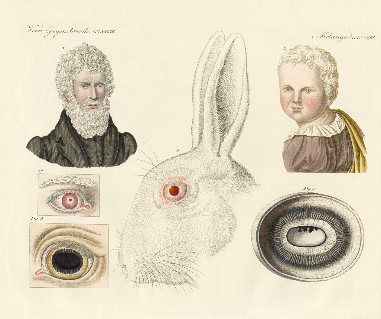Albinos (kolorowy grawer) autorstwa German School