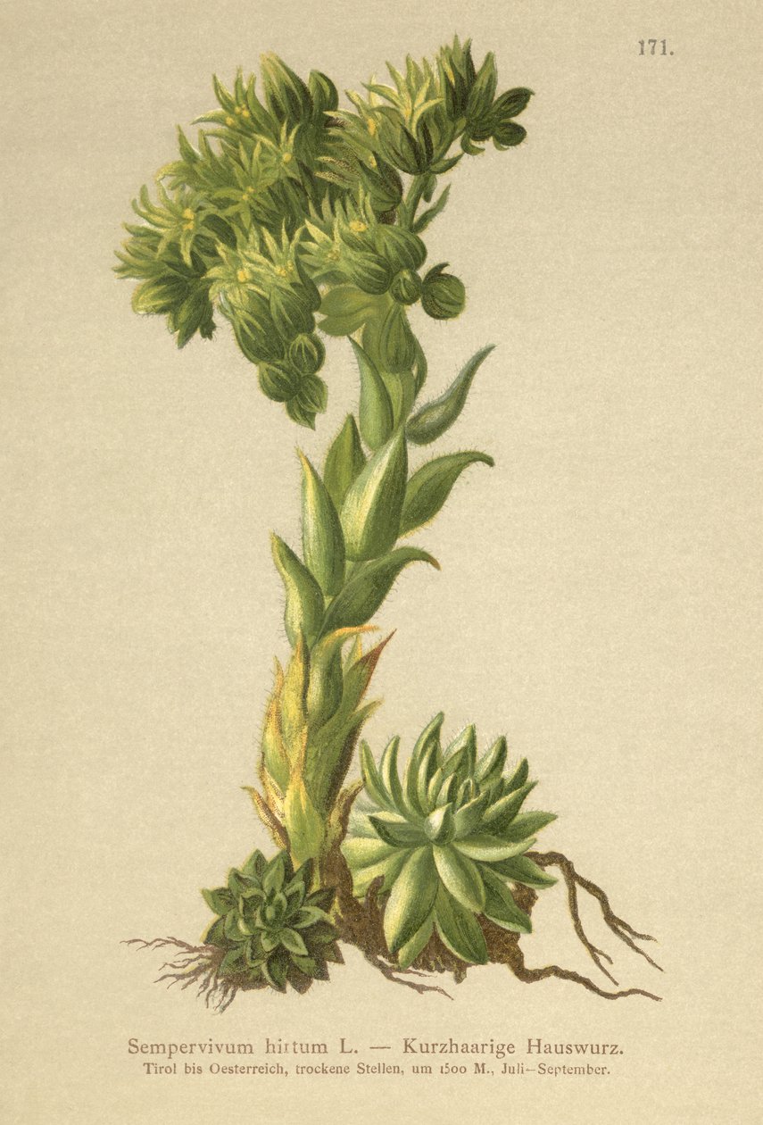 Allionii Houseleek (Sempervivum hirtum, Jovibarba hirta) autorstwa German School