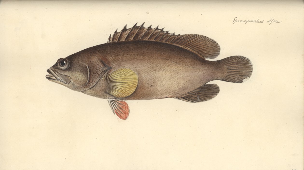 Alphestes afer, przed 1793 (wc na papierze) autorstwa German School