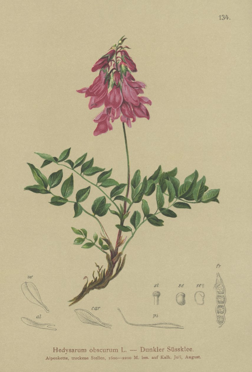 Alpejski (Hedysarum obscurum, Hedysarum hedysaroides) autorstwa German School
