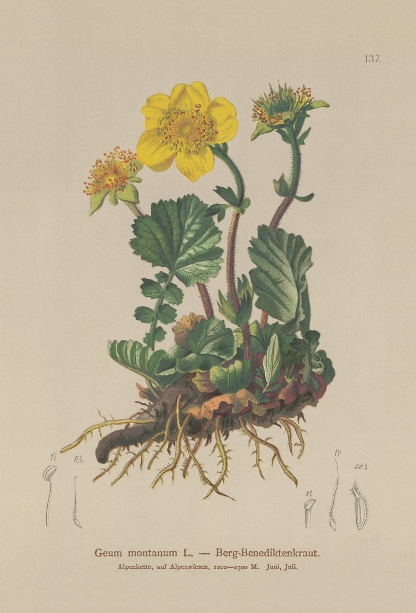 Geum montanum (Geum montanum) autorstwa German School