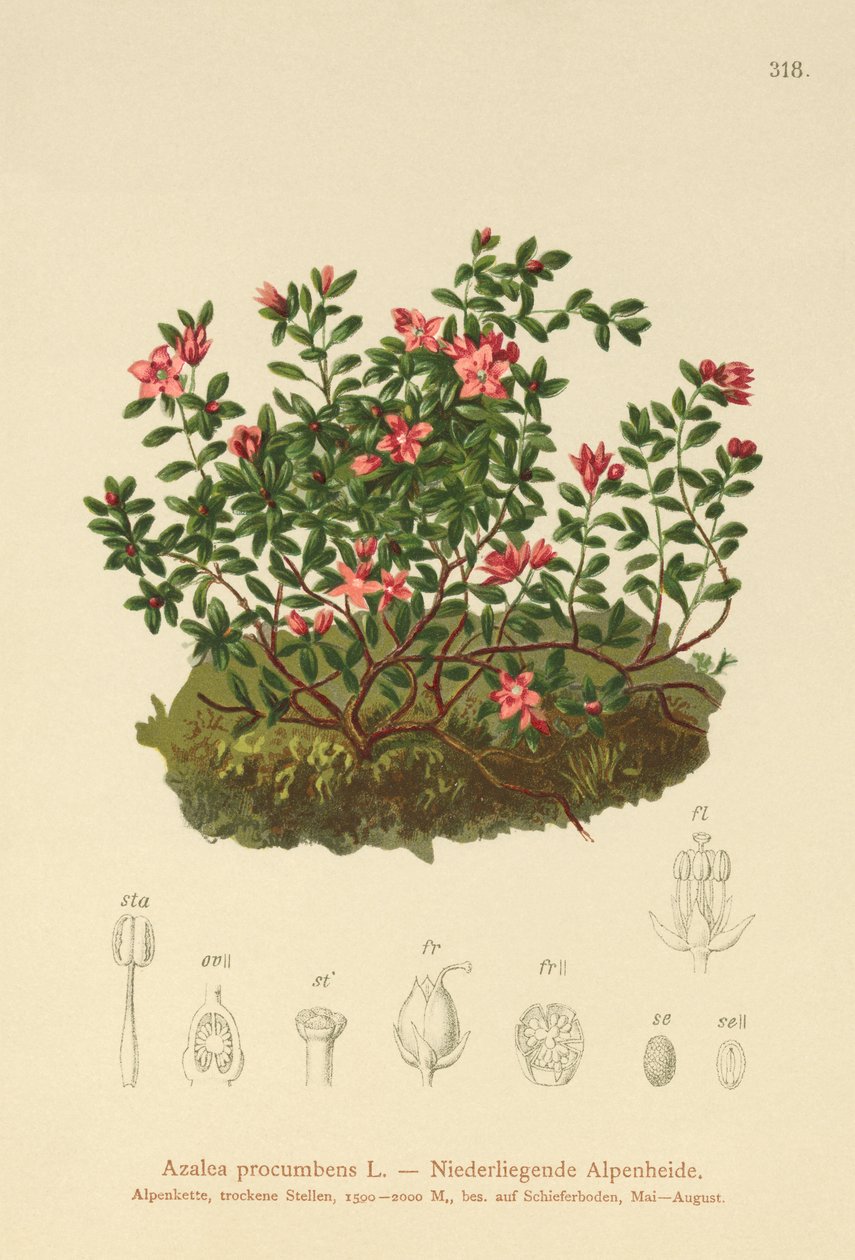 Azalia alpejska (Azalea procumbens, Loiseleuria procumbens, Kalmia procumbens) autorstwa German School