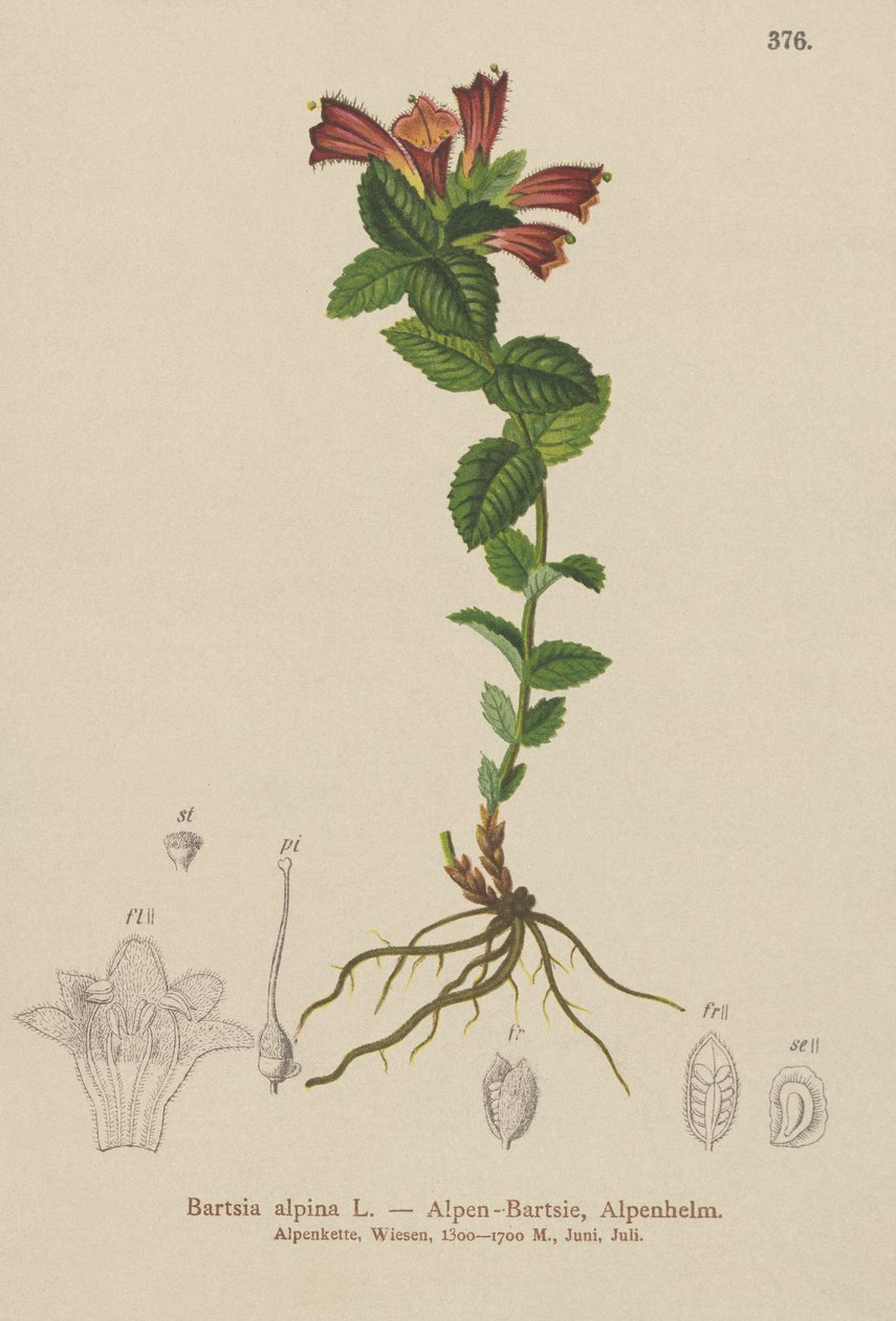 Bartsia alpejska (Bartsia alpina) autorstwa German School