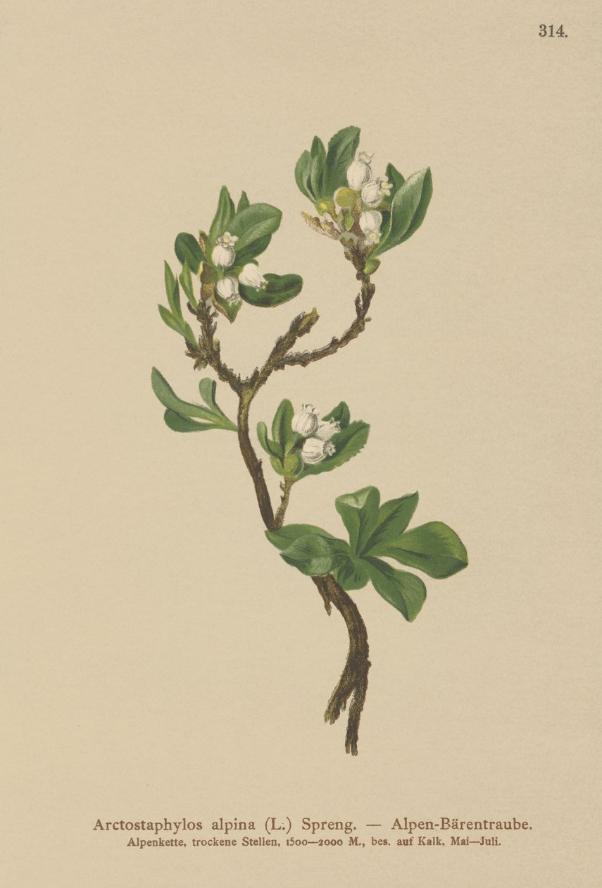 Mącznica alpejska (Arctostaphylos alpina, Arctostaphylos alpinus) autorstwa German School
