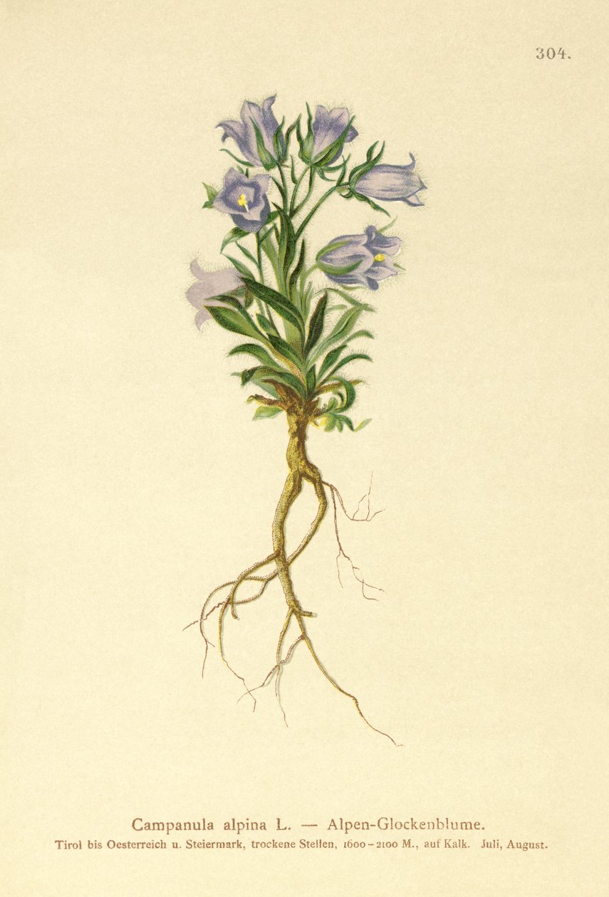 Dzwonek alpejski (Campanula alpina) autorstwa German School