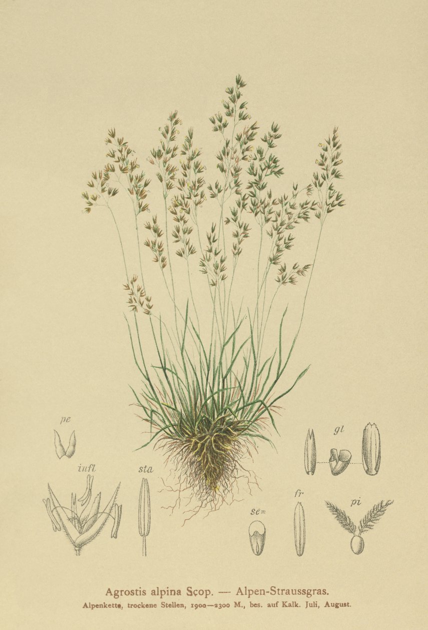 Mietlica alpejska (Agrostis alpina, Aira flavescens) autorstwa German School