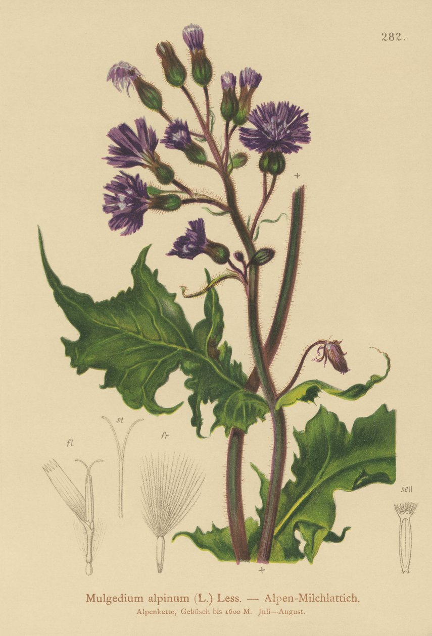 Oset alpejski (Mulgedium alpinum, Cicerbita alpina) autorstwa German School
