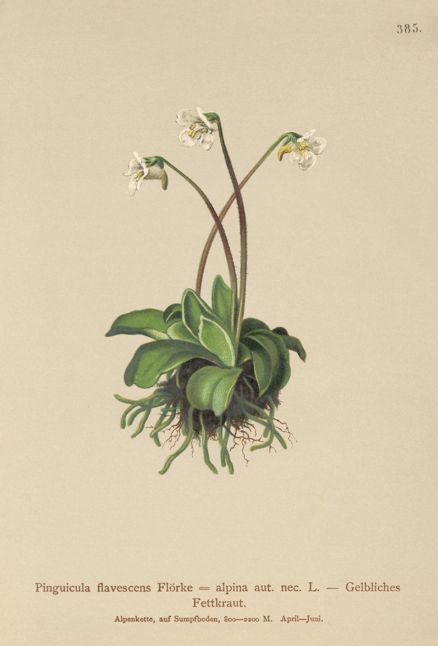 Butterwort alpejski (Pinguicula flavescens, Pinguicula alpina) autorstwa German School