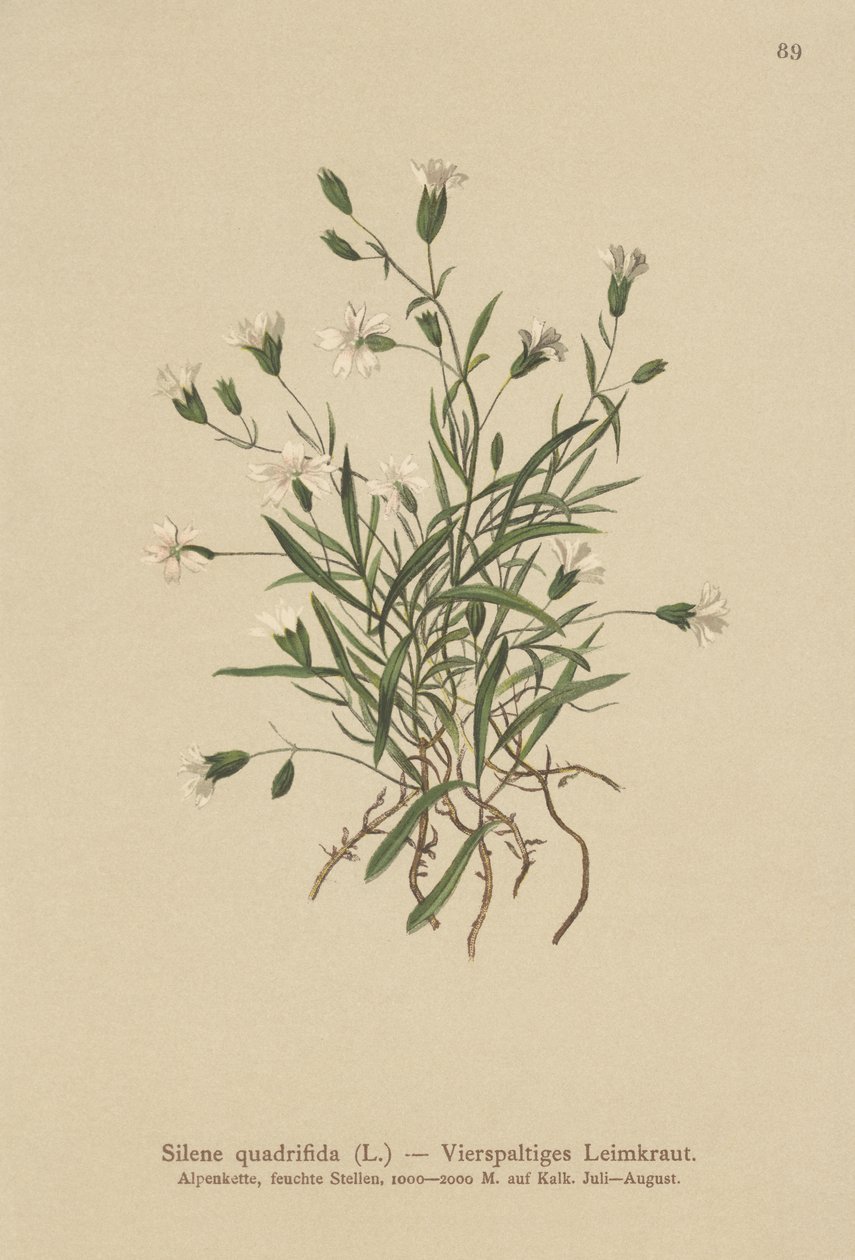Alpine Campion (Silene quadrifida, Ixoca quadrifida) autorstwa German School