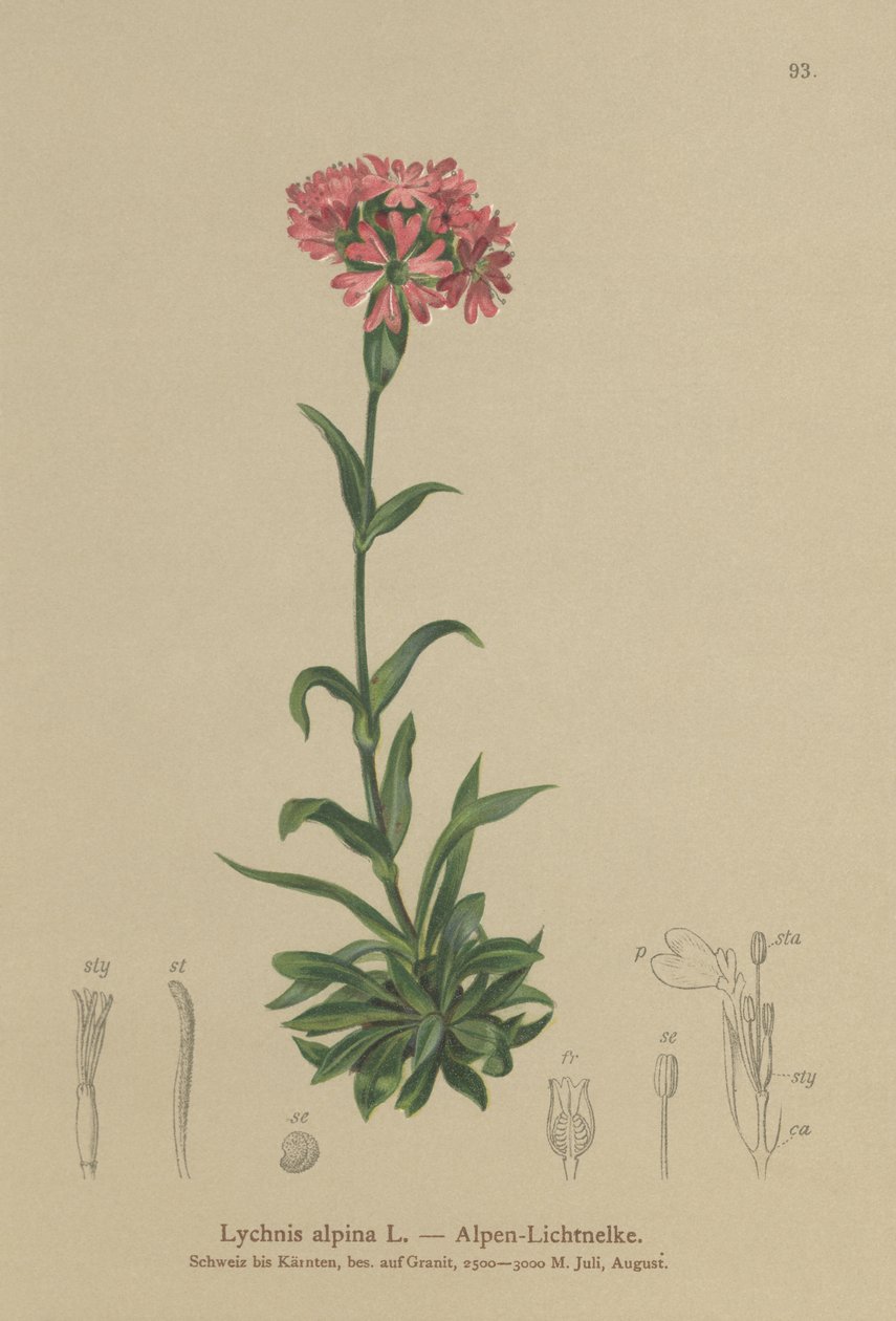 Chmiel alpejski (Lychnis alpina, Silene suecica) autorstwa German School
