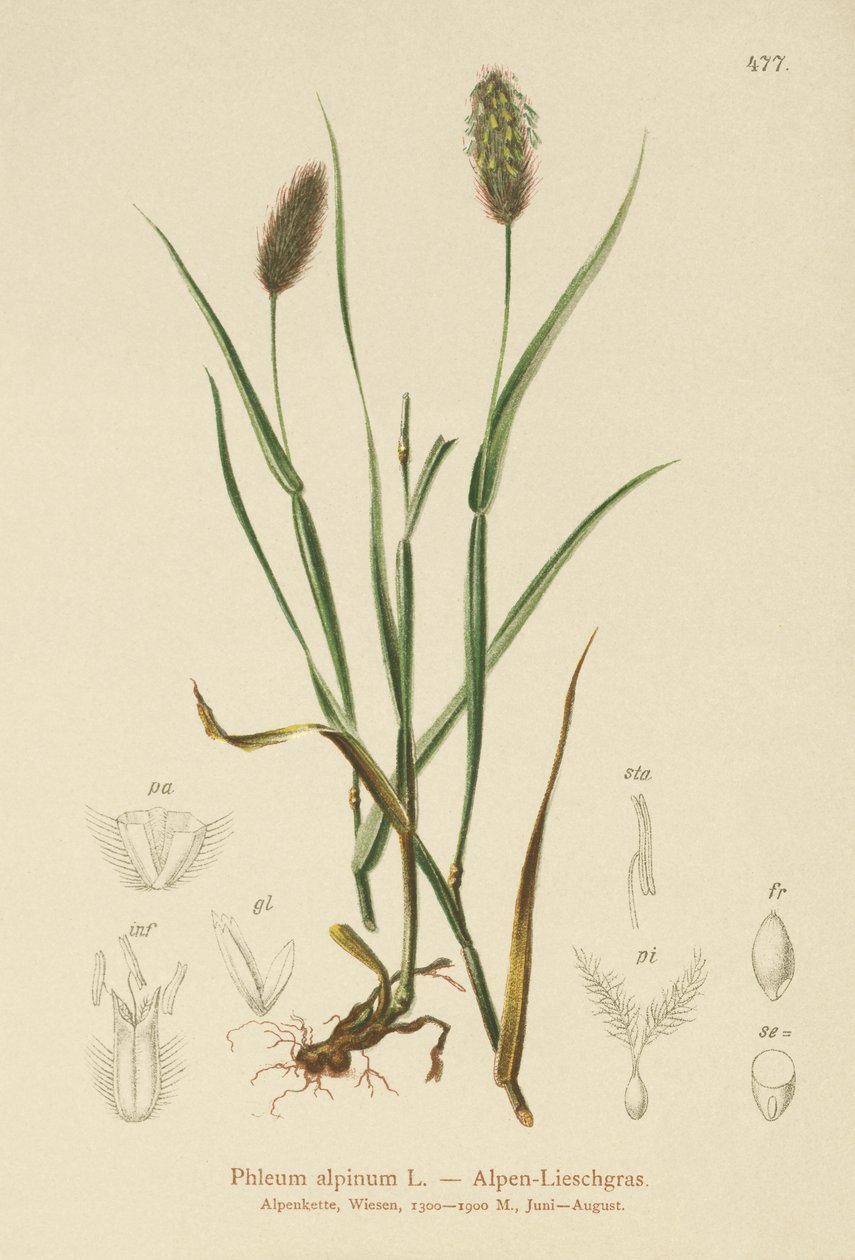 Koci ogon alpejski (Phleum alpinum) autorstwa German School