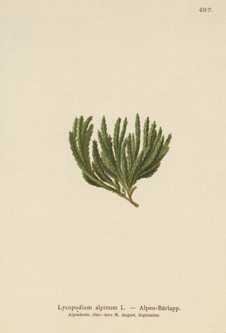 Wierzchołek alpejski (Lycopodium alpinum, Diphasiastrum alpinum) autorstwa German School