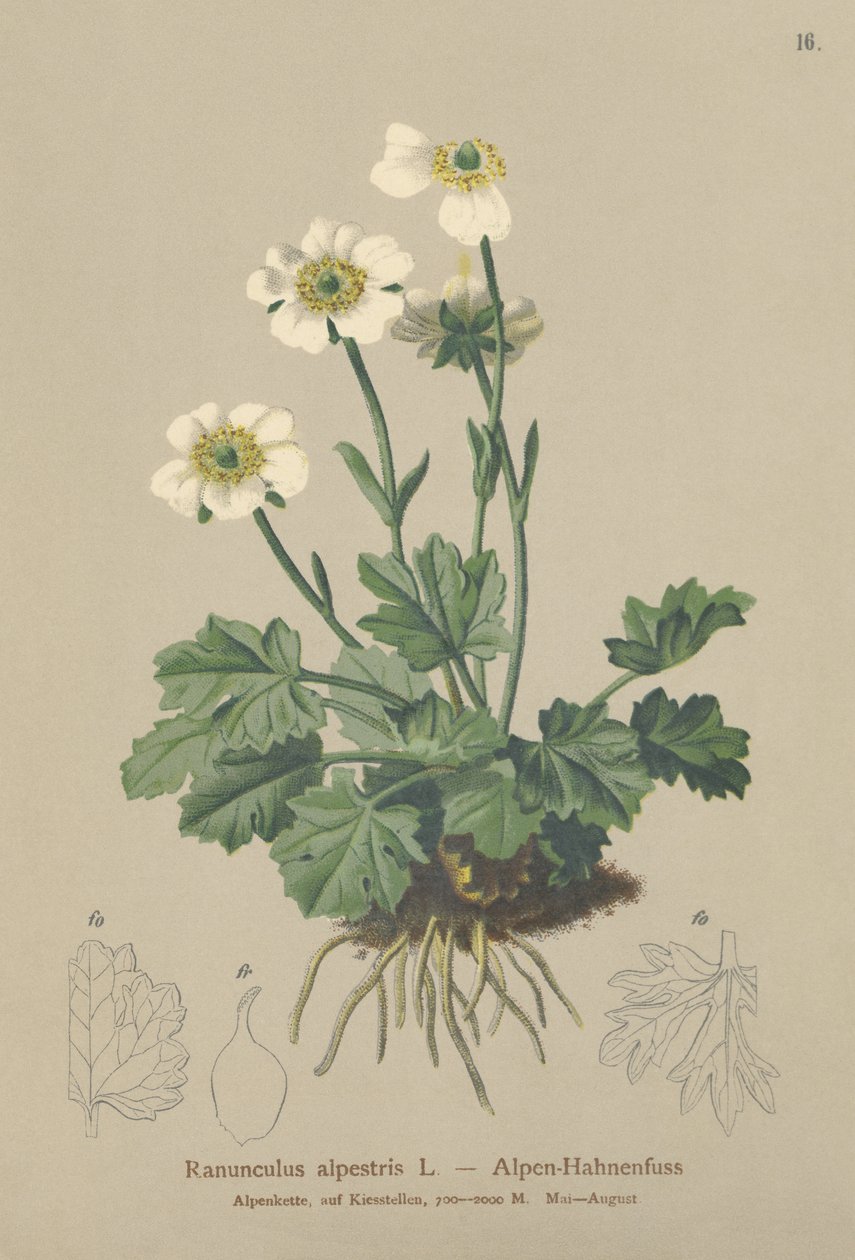 Rdzawiec alpejski (Ranunculus alpestris) autorstwa German School