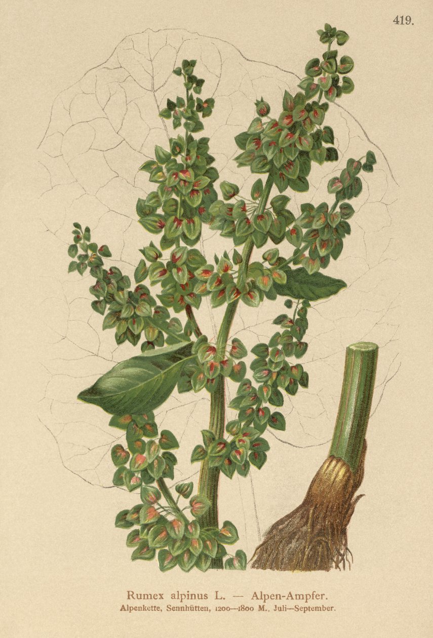 Dok alpejski (Rumex alpinus) autorstwa German School