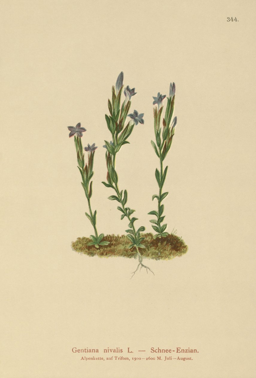 Goryczka alpejska (Gentiana nivalis) autorstwa German School