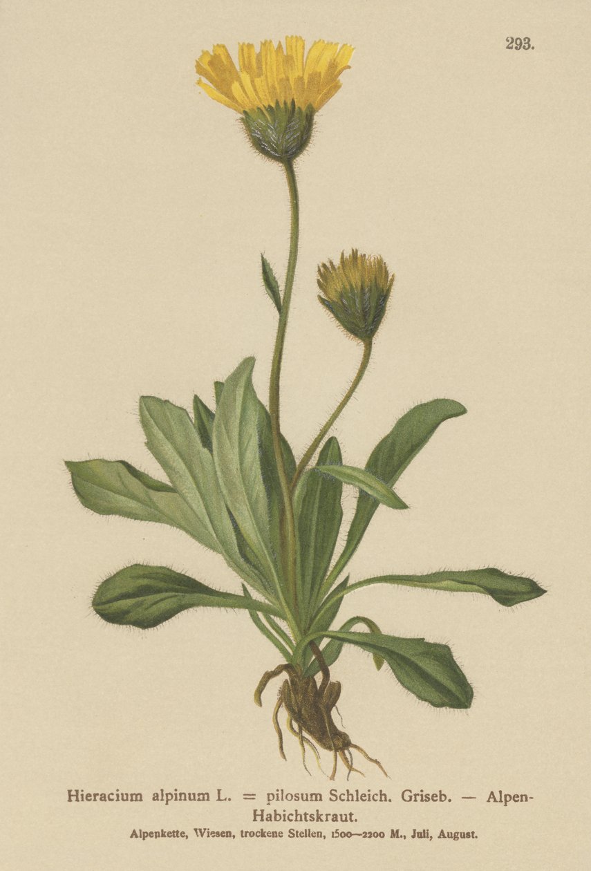 Jastrzębiowiec alpejski (Hieracium alpinum, Hieracium alpenum, Hieracium pilosum) autorstwa German School