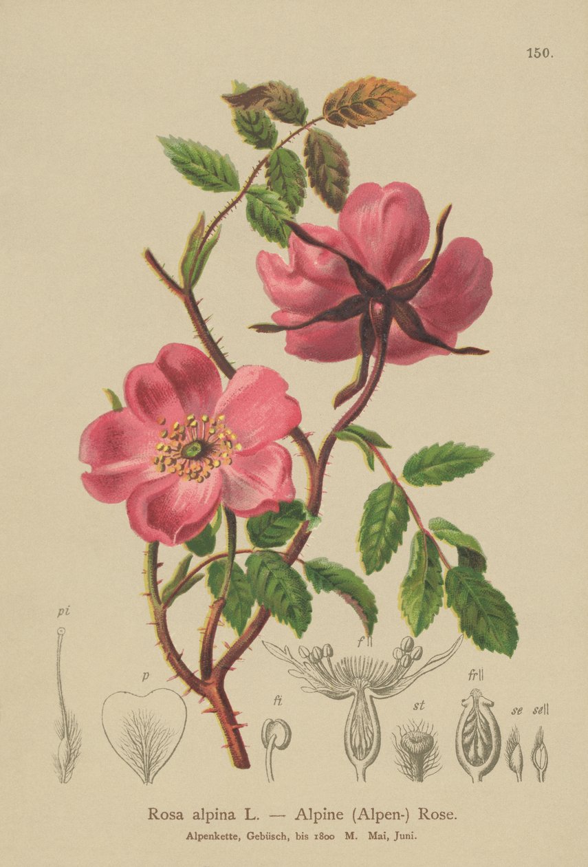 Róża alpejska (Rosa alpina, Rosa pendulina) autorstwa German School