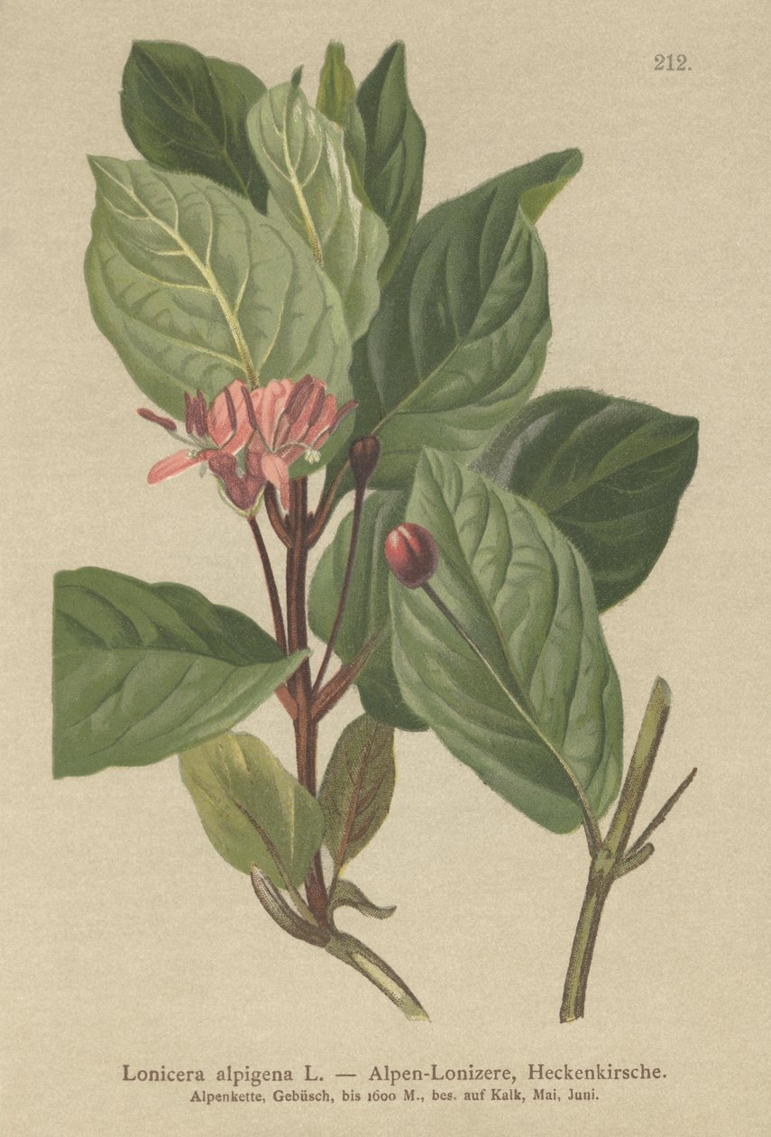 Wiciokrzew alpejski (Lonicera alpigena) autorstwa German School