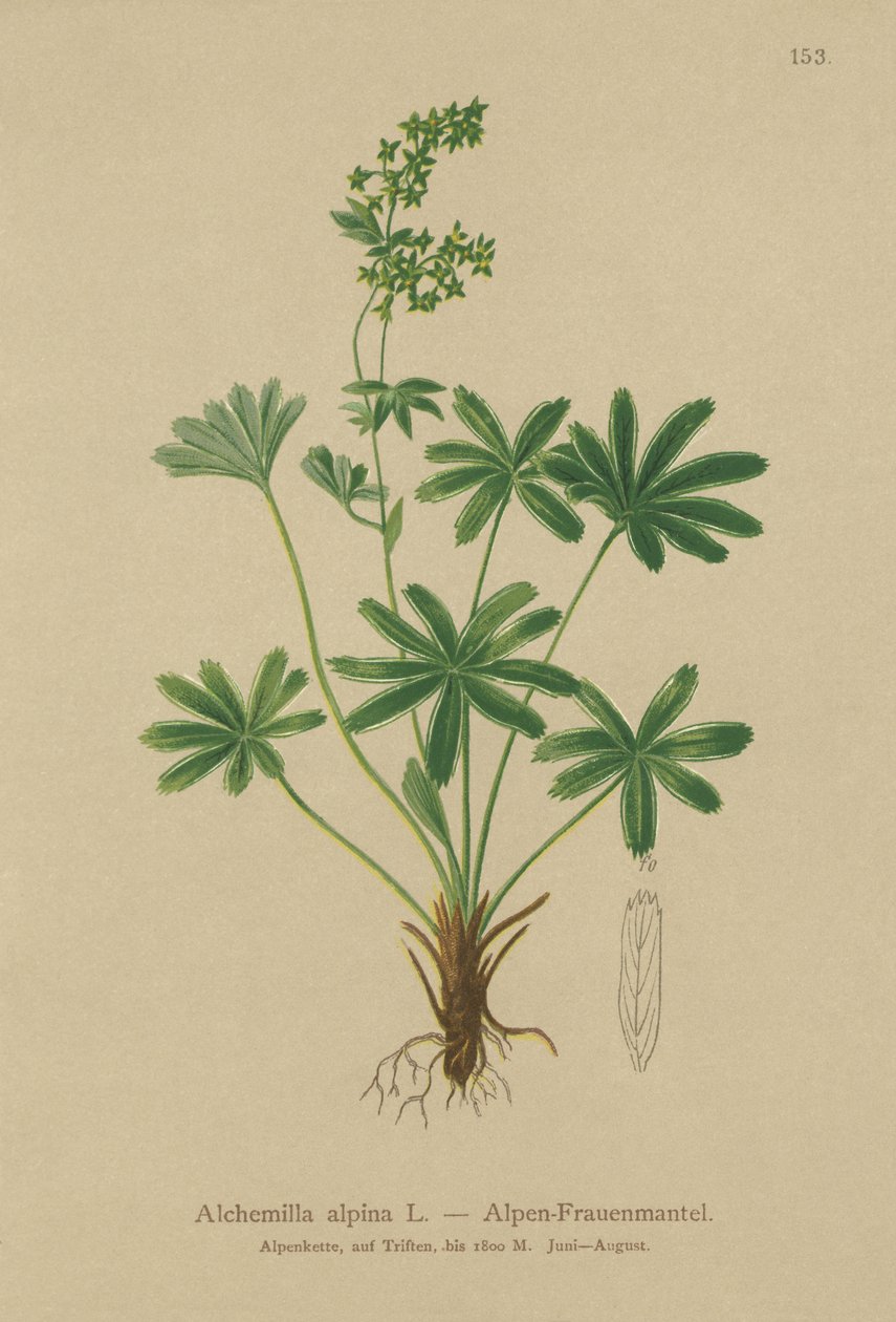 Alpine Ladys-Mantle (Alchemilla alpina) autorstwa German School