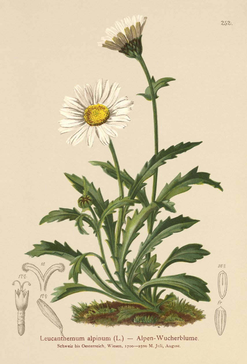 Stokrotka alpejska (Leucanthemum alpinum, Leucanthemopsis alpina, Chrysanthemum alpinum, Tanacetum alpinum) autorstwa German School