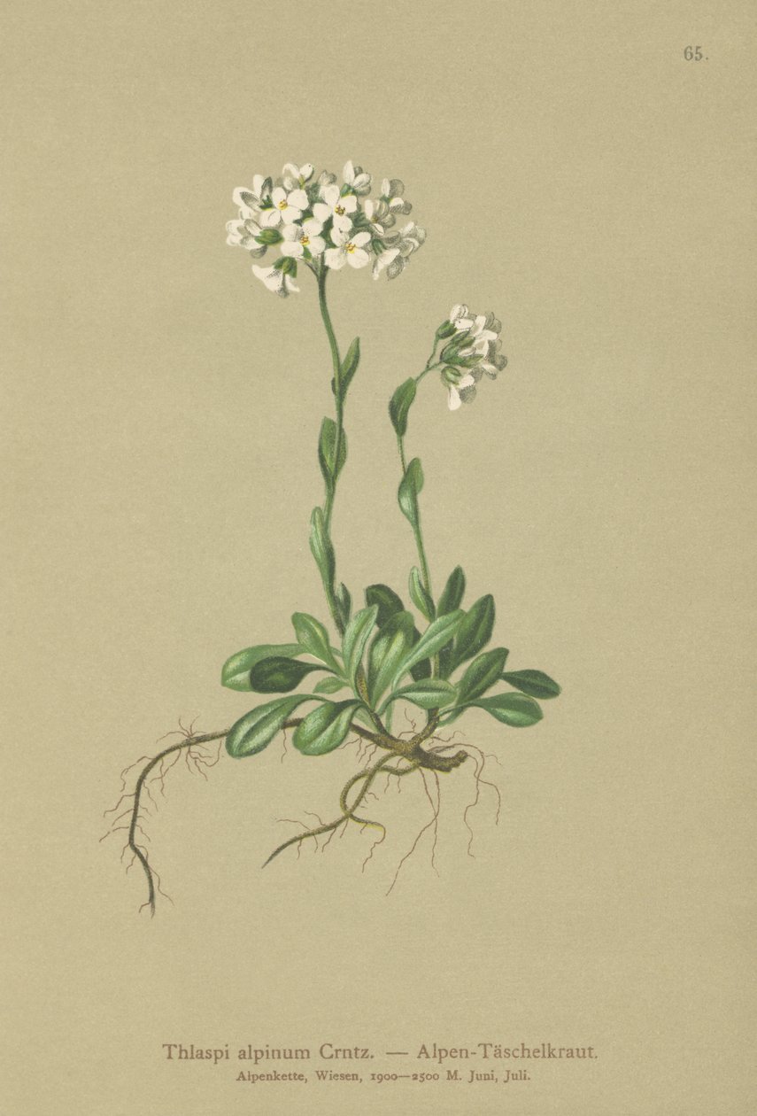 Pennycress alpejski (Thlaspi alpinum, Noccaea alpestris subsp. alpestris, Thlaspi minimum, Noccaea crantzii, Thlaspi kerneri, Thlaspi alpinum var. kerneri, Thlaspi alpestre) autorstwa German School