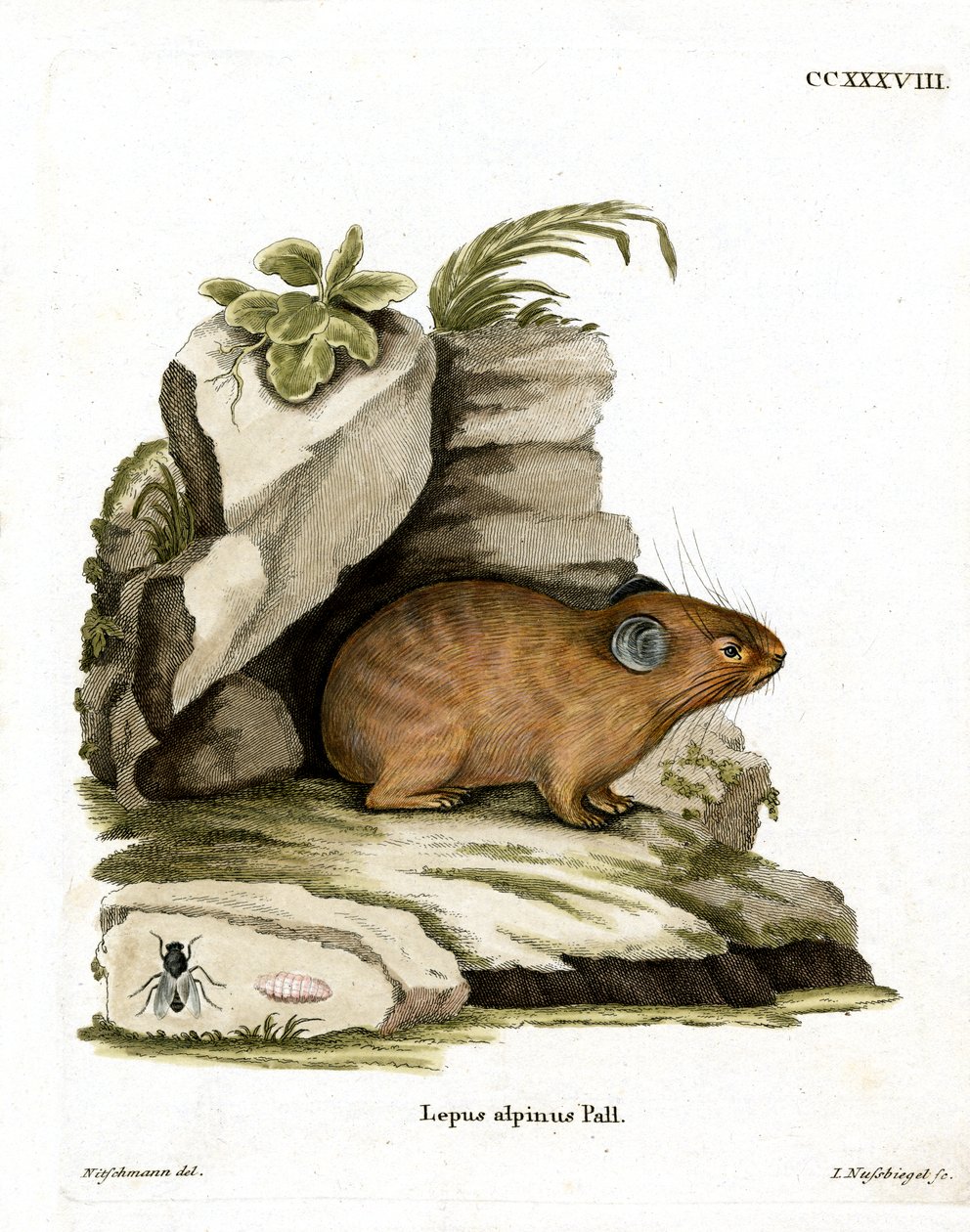 Alpine Pika (kolorowy grawerunek) autorstwa German School
