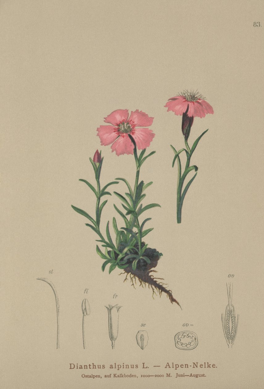 Róż alpejski (Dianthus alpinus) autorstwa German School