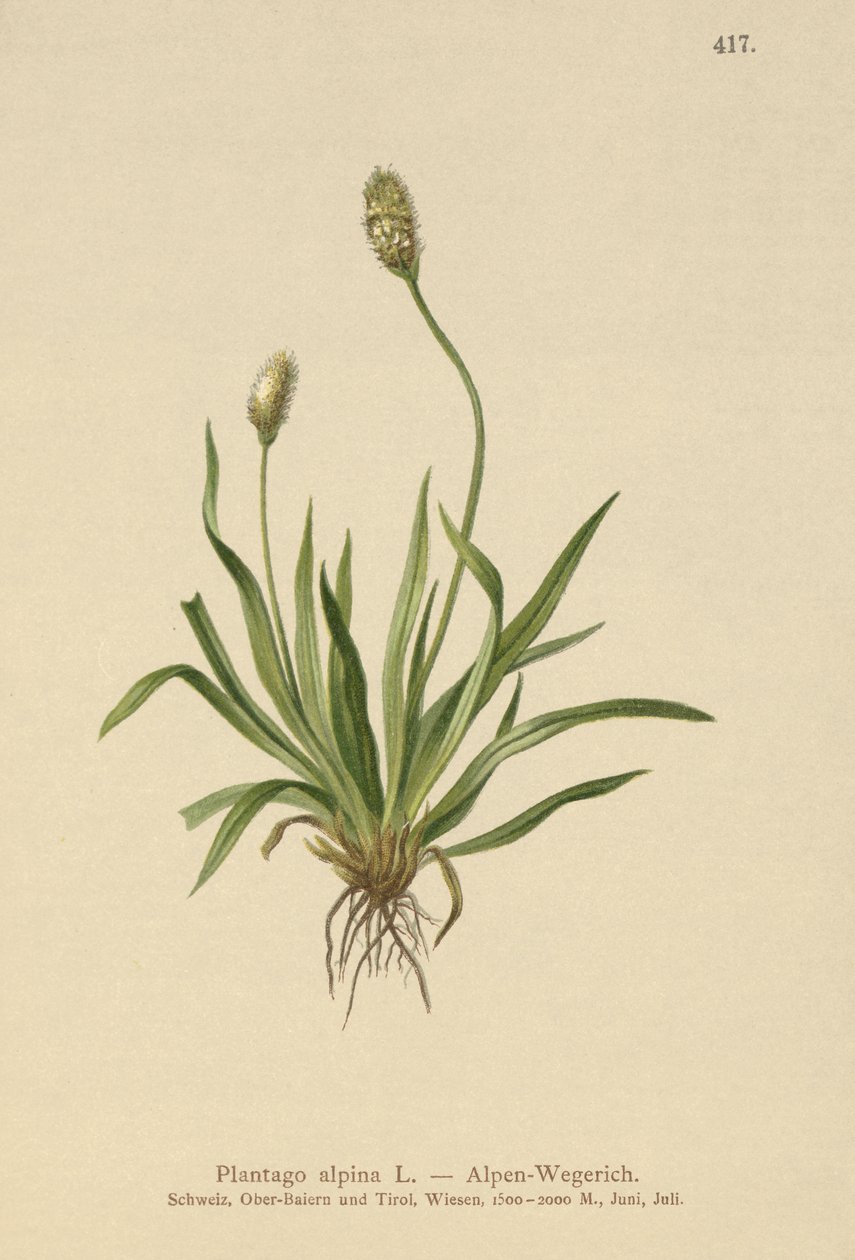 Babka alpejska (Plantago alpina) autorstwa German School