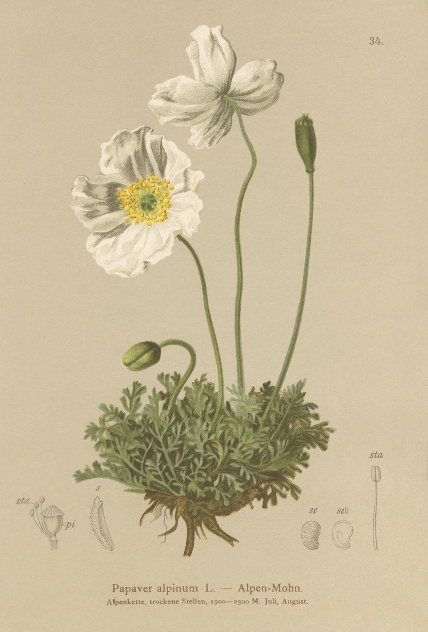 Mak alpejski (Papaver alpinum, subsp. alpinum) autorstwa German School