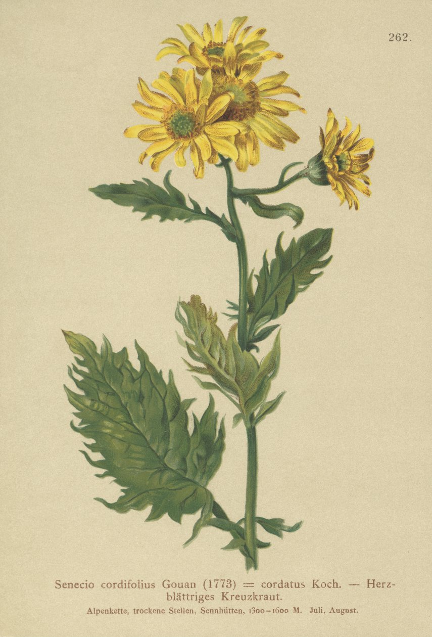 Krosta alpejski (Senecio cordifolius, Senecio cordifolius, Senecio alpinus, Jacobaea alpina) autorstwa German School