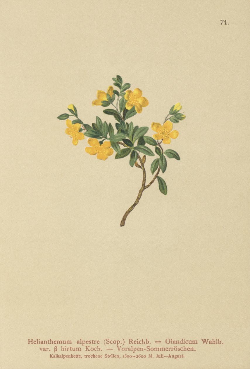 Róża alpejska (Helianthemum alpestre, Helianthemum Olandicum var. hirtum, Helianthemum montanum) autorstwa German School